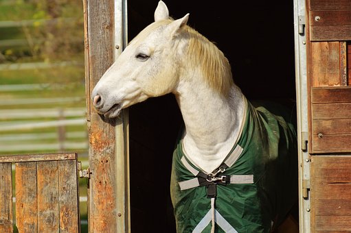 Horse, Animal, Ride, Reiterhof, Brown