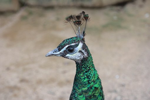 Free Peacock Bird photo and picture