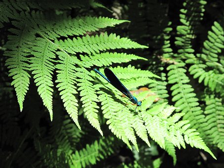Free Pyrenees Ferns photo and picture
