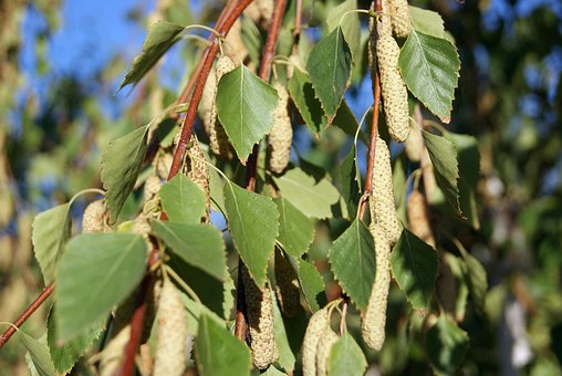 Free Close-Up Branch photo and picture