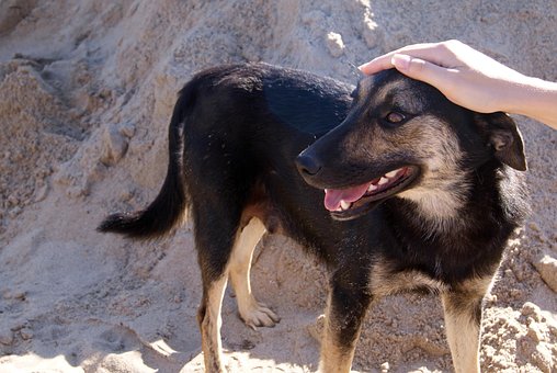 Free Dog Animal photo and picture
