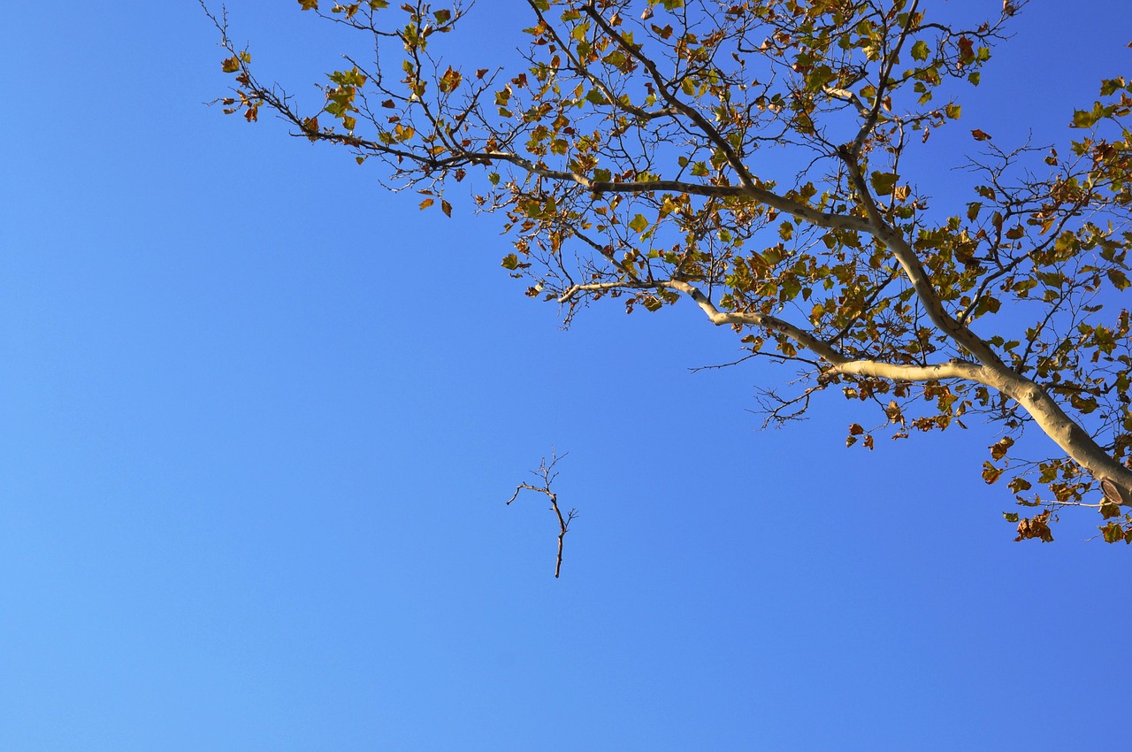 Herbst Baum Himmel - Kostenloses Foto auf Pixabay - Pixabay