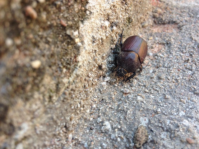 Free Beetle Insect photo and picture
