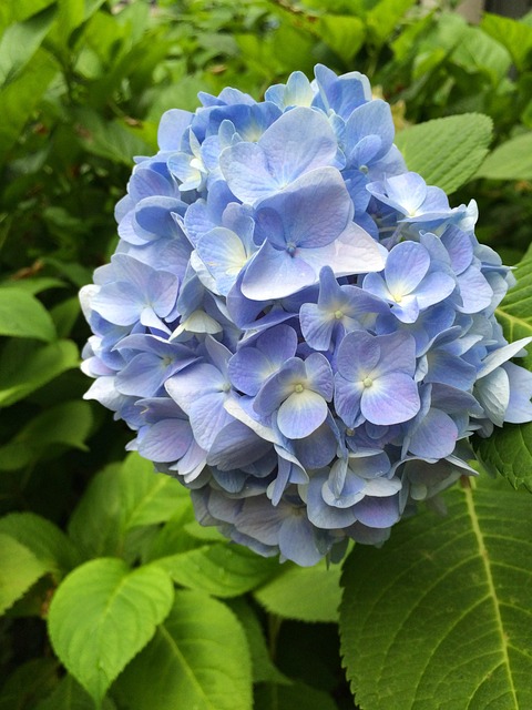 Free Hydrangea Blue photo and picture