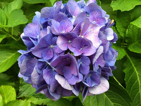 Free Hydrangea Blue photo and picture