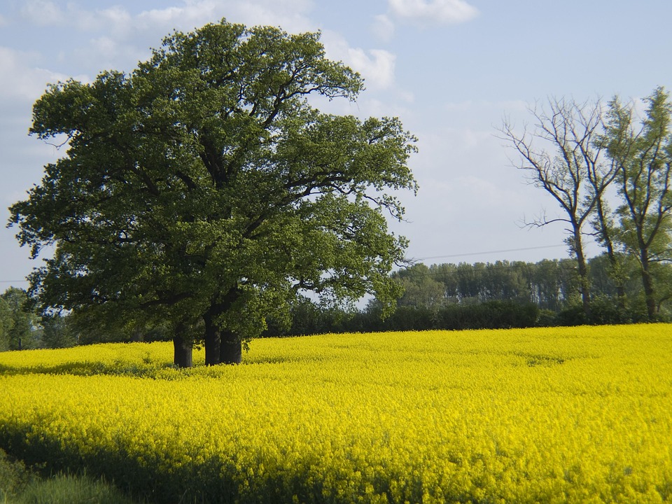 Rapre Tree Tree Oilseed Rape Field - Free photo on Pixabay - Pixabay