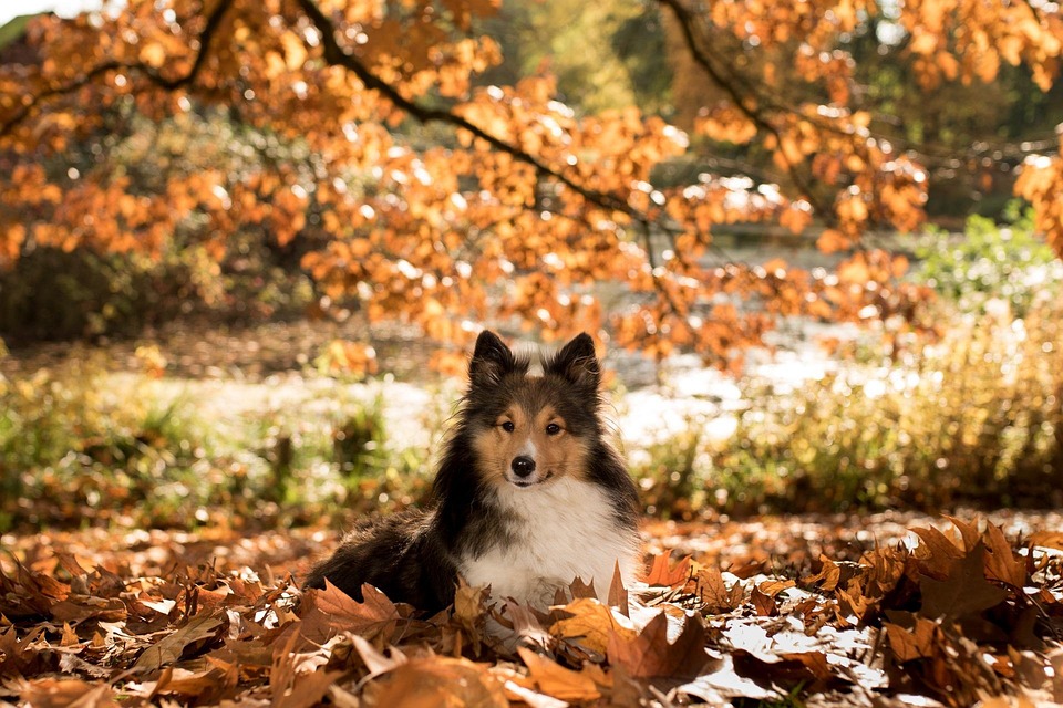 Sheltie Simple Image Sheltie Dog Animal - Free photo on Pixabay