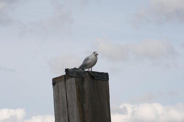 Free Gull Coast photo and picture