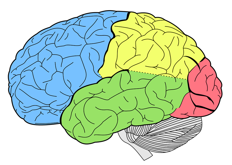 Illustration Gratuite Cerveau Lobes Neurologie Humaine Image 