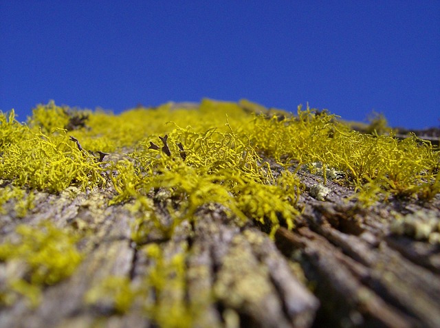 Free Moss Roof photo and picture