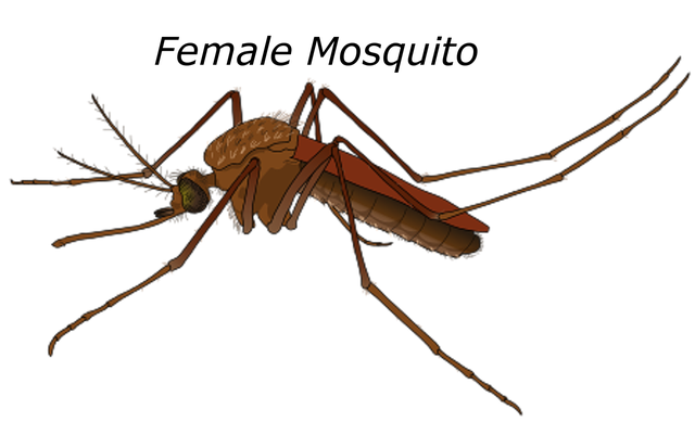 Free female mosquito malaria illustration
