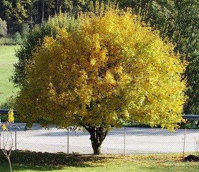 Paisaje De Otoño, Árbol, Sale De