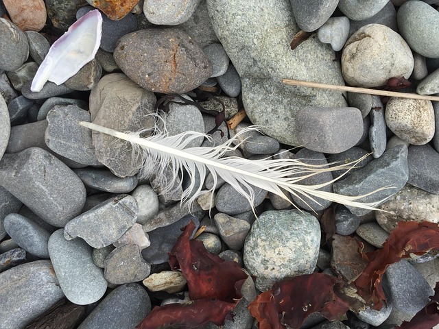 Free Pebbles Feather photo and picture