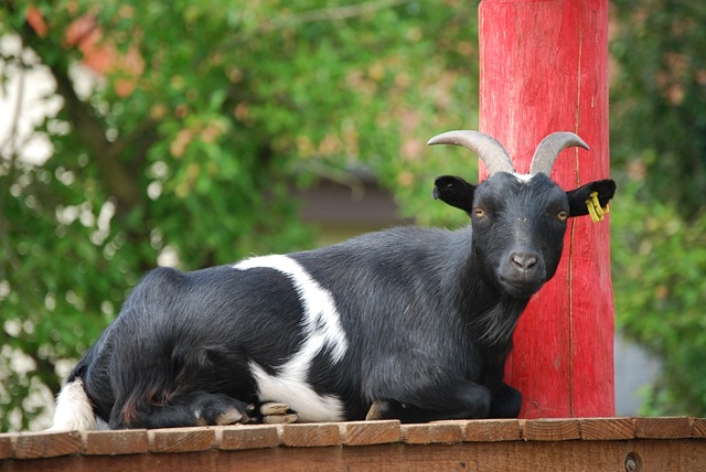 Free Goat Animal Portrait photo and picture
