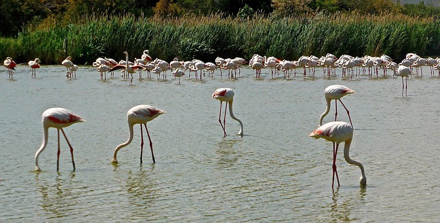 Free Flamingoes Birds photo and picture