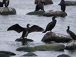 cormorant, covey, birds