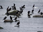 cormorant, covey, birds