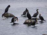 cormorant, covey, birds