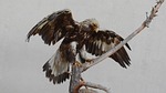 bird of prey, stuffed, museum