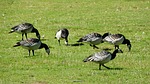 canada goose, branta leucopsis, goose