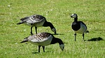 canada goose, branta leucopsis, goose