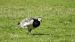 canada goose, branta leucopsis, goose