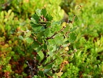 betula nana, birch, dwarf birch