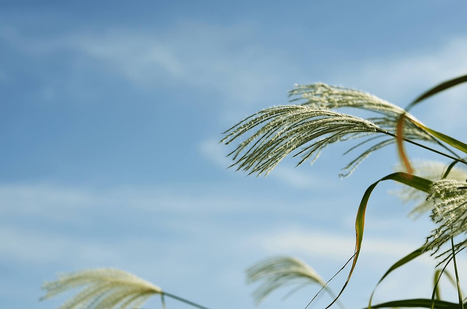 억새 가을 식물 - Pixabay의 무료 사진 - Pixabay