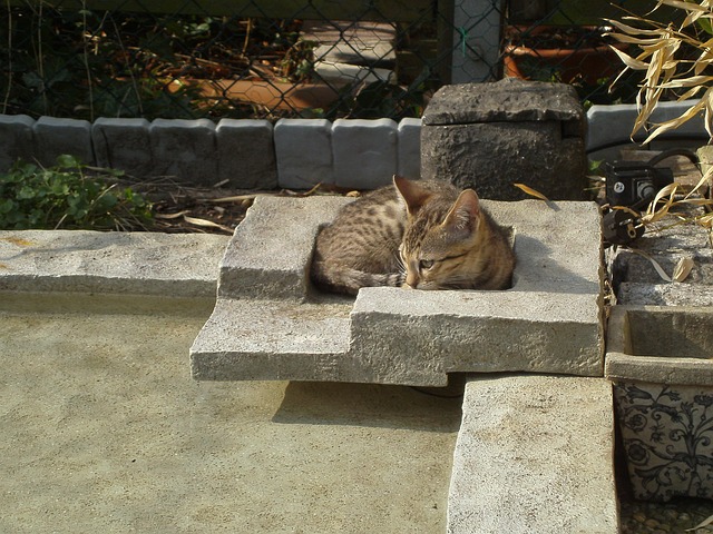 Free Cat Animals photo and picture