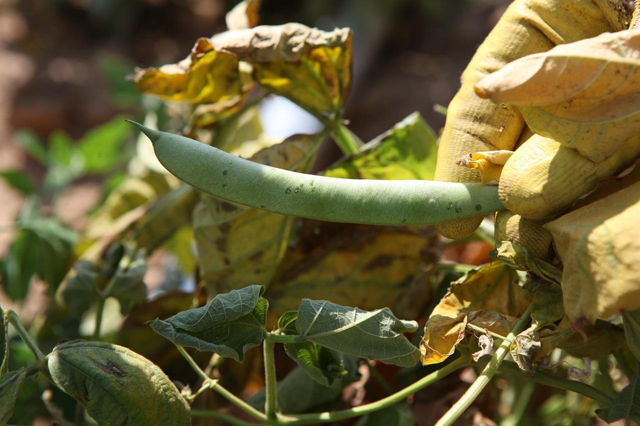 farming, grease, bean