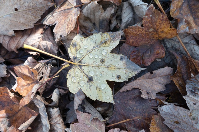 Free Leaf Maple photo and picture