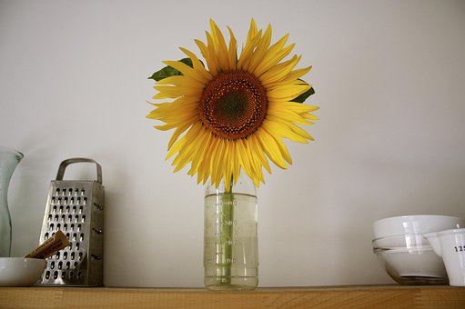 Free Sunflower Sun photo and picture