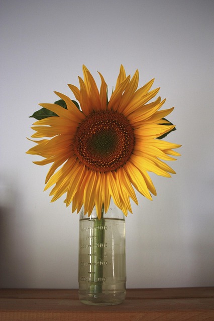 Free Sunflower Sun photo and picture