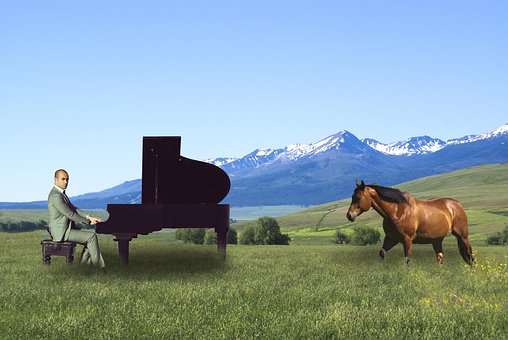 Free Man Horse photo and picture