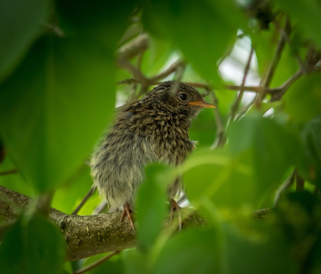 Free Bird Tree photo and picture