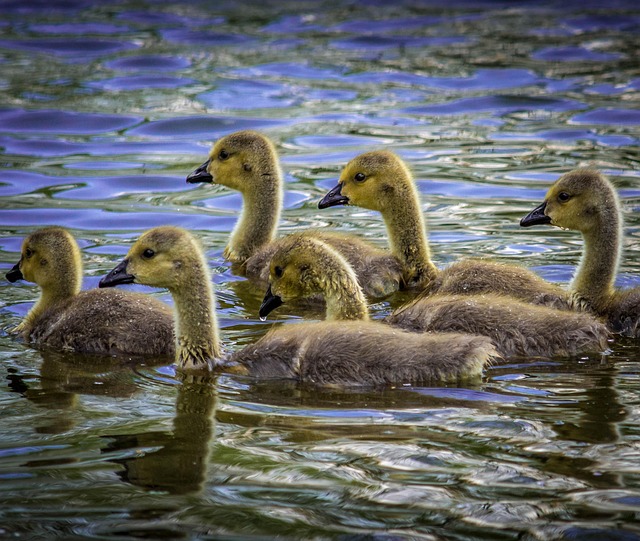 Free Water Wildlife photo and picture