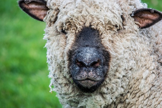 Free Sheep Wildlife photo and picture