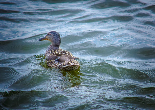 Free Duck Water photo and picture