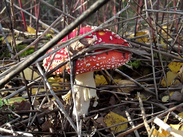 Blätter, Pilz, Gift, Natur, Grün, Gras