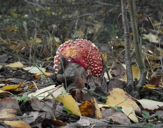 Blätter, Pilz, Gift, Natur, Grün, Gras