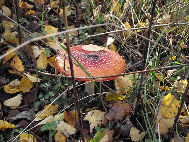 Blätter, Pilz, Gift, Natur, Grün, Gras