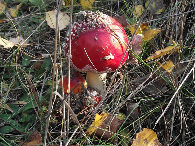 Blätter, Pilz, Gift, Natur, Grün, Gras