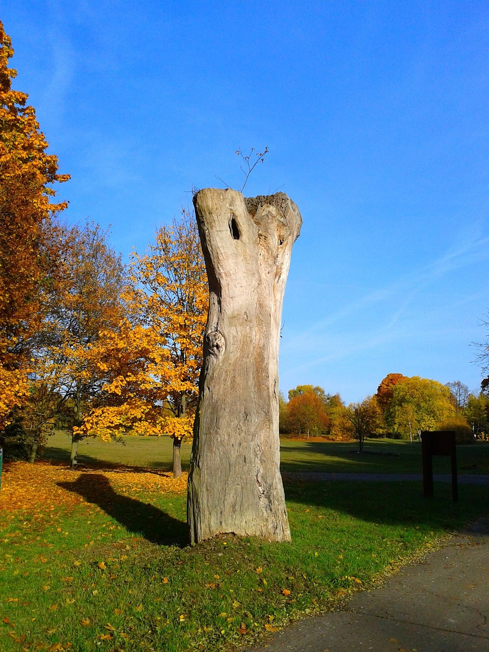 Download free HD stock image of Tree Nature Free Tree Nature photo and picture