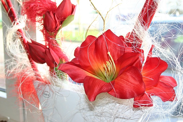 Amaryllis, Bloem, Rood, Bloesem, Plant