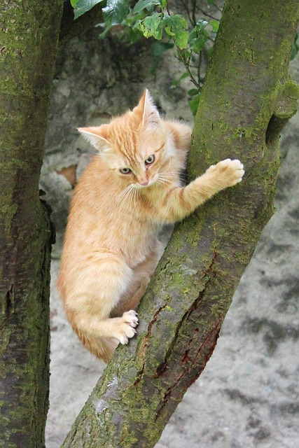 Kat, Killing, Hvalp, Behåret, Kæledyr