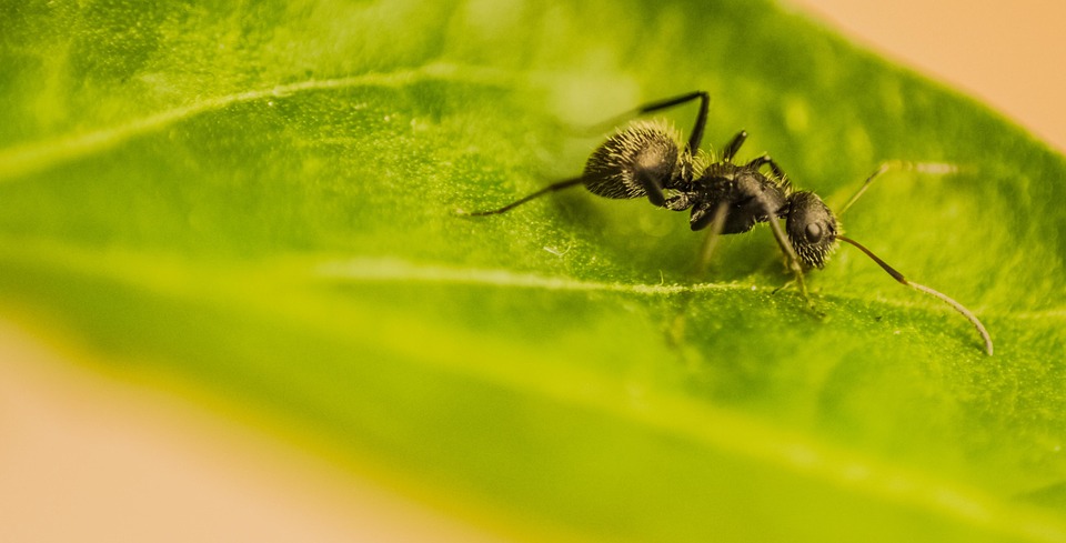 formiga-macro-incetos-foto-gratuita-no-pixabay