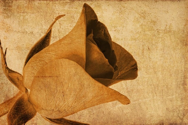 Free rose flower brown illustration