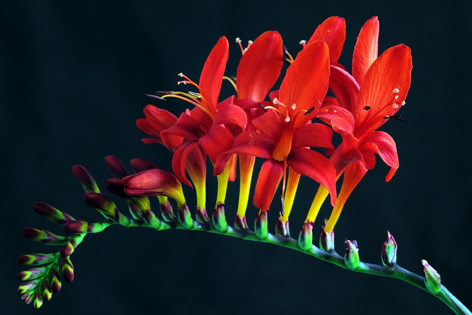クロコスミア ルシファー Crocosmia Masoniorum Pixabayの無料写真