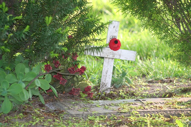 Free Cross Poppy photo and picture