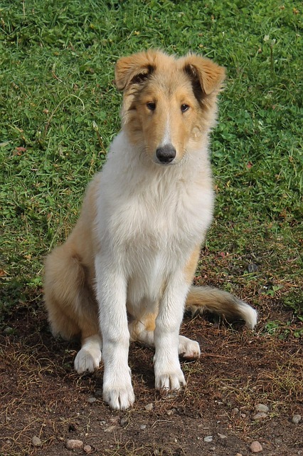 Free Collie Dog photo and picture